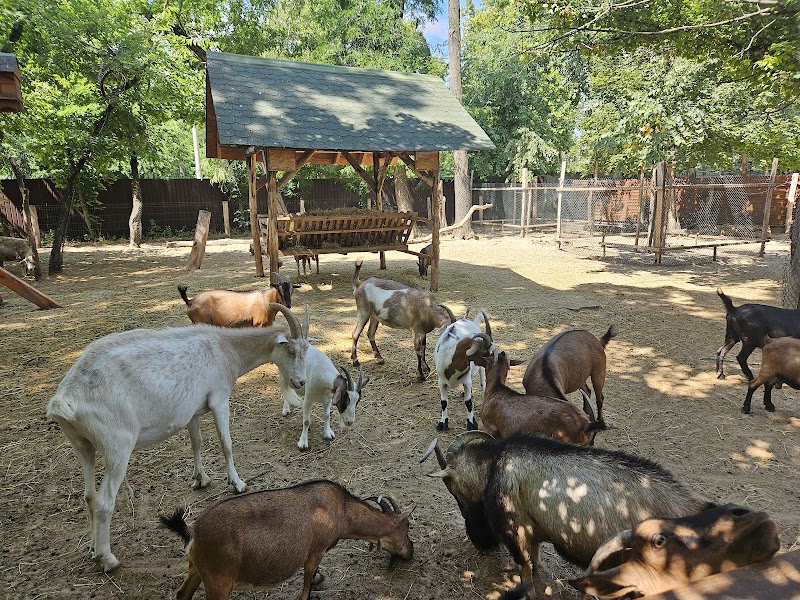 Explore the Kecskemét Zoo and Safari Park - Kecskemét - Hungary - booked ai