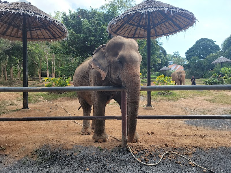 Samui Elephant Sanctuary - Ko Samui - Thailand - booked ai