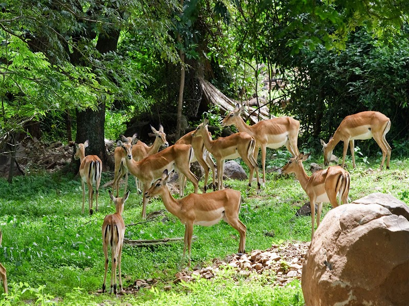 Visit Kisumu Impala Sanctuary - Kisumu - Kenya - booked ai