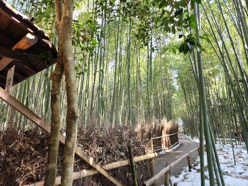 Arashiyama Bamboo Grove - Kyoto - Japan - booked ai