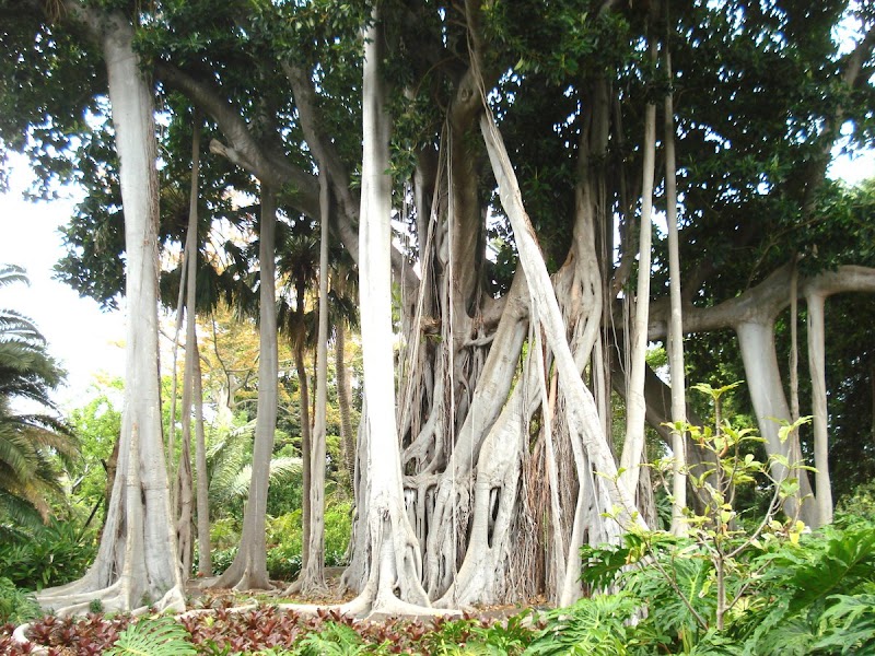 Explore the La Orotava Botanical Garden (Jardín Victoria) - Puerto de la Cruz - Spain - booked ai