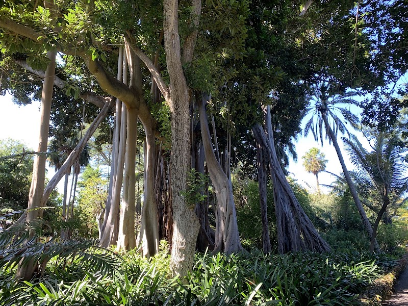 Explore the La Orotava Botanical Garden (Jardín Victoria) - Puerto de la Cruz - Spain - booked ai