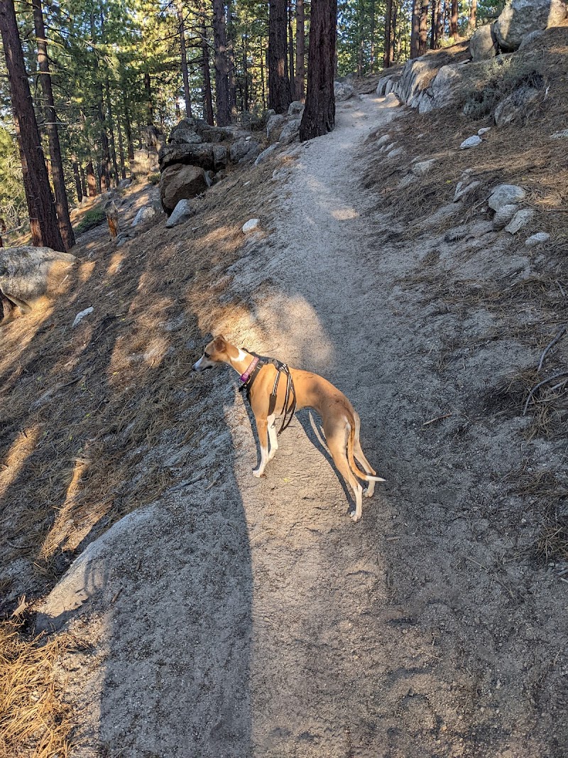 Hiking the Tahoe Rim Trail - Lake Tahoe - United States - booked ai