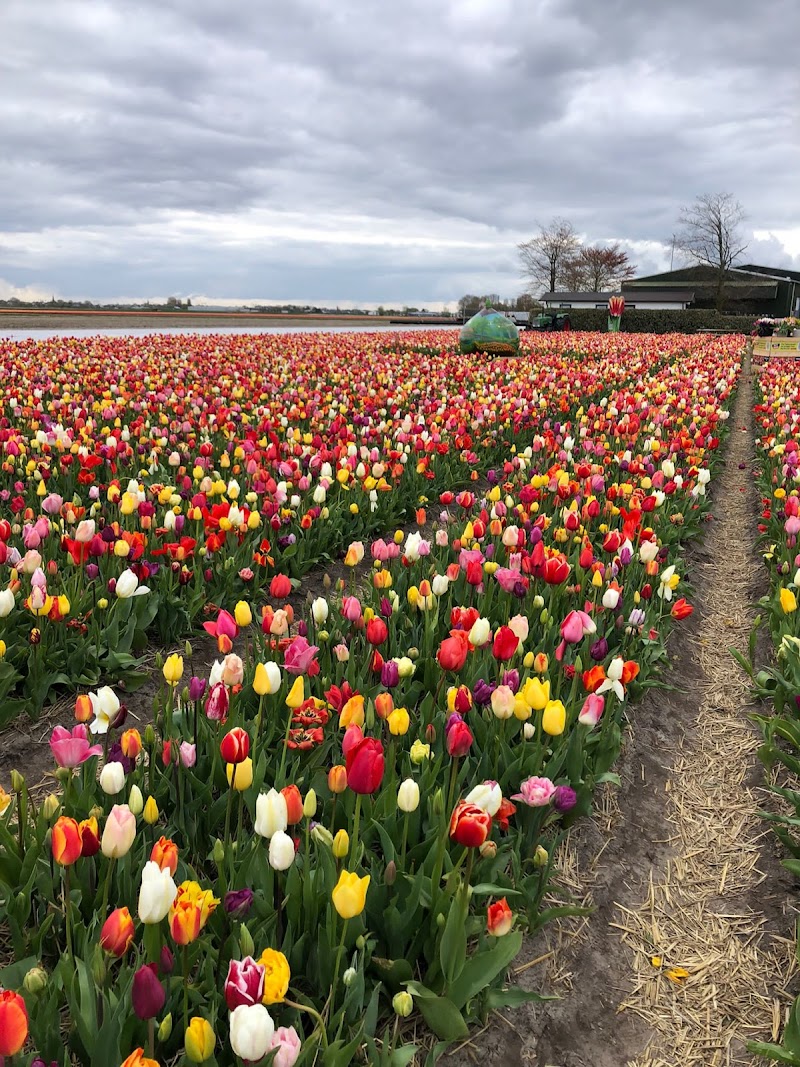 Bike Tour through the Flower Fields - Lisse - Netherlands - booked ai
