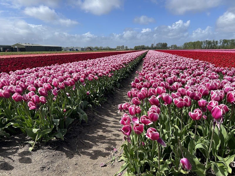Bike Tour through the Flower Fields - Lisse - Netherlands - booked ai