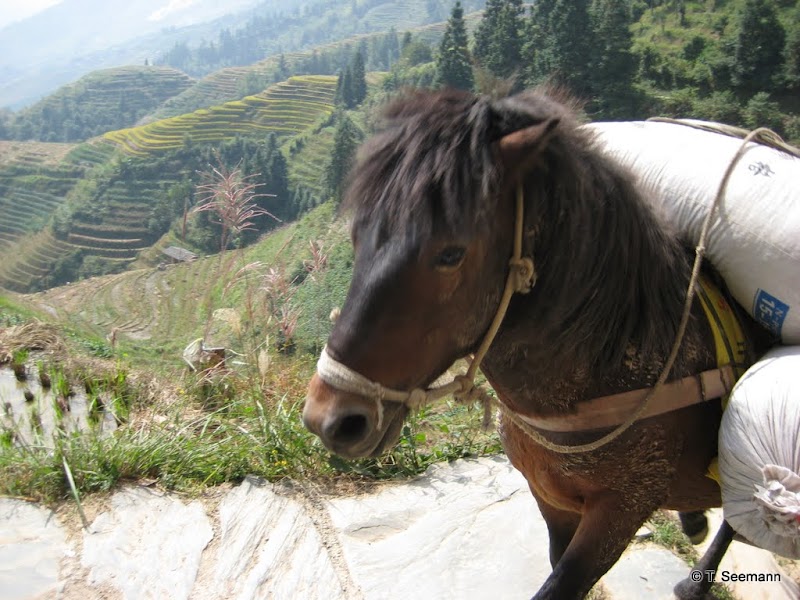 Explore the Ping'an and Dazhai Minority Villages - Guilin - China - booked ai