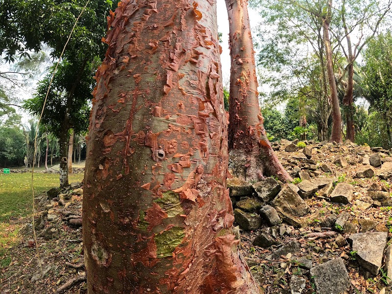 Hike and birdwatch in the surrounding Toledo District rainforest - Toledo District - Belize - booked ai