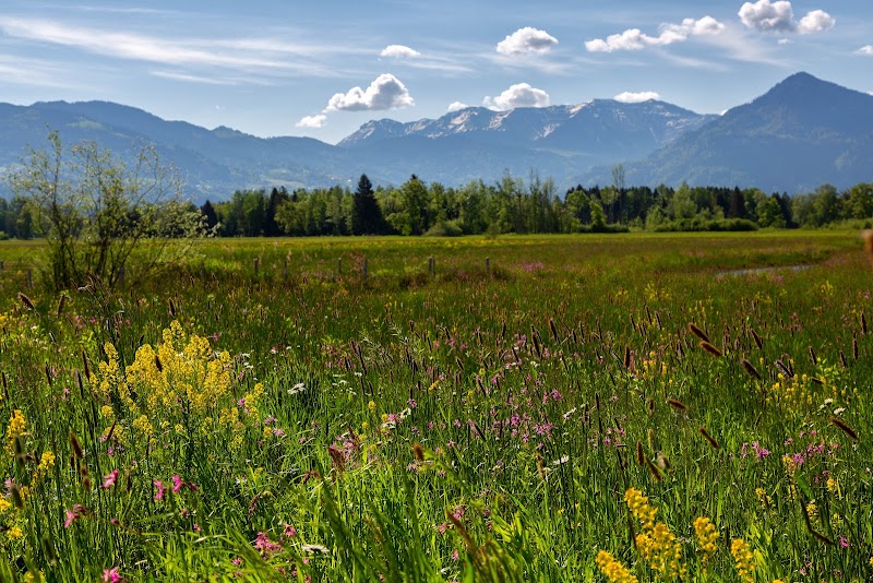Rheinauen Nature Reserve - Lustenau - Austria - booked ai