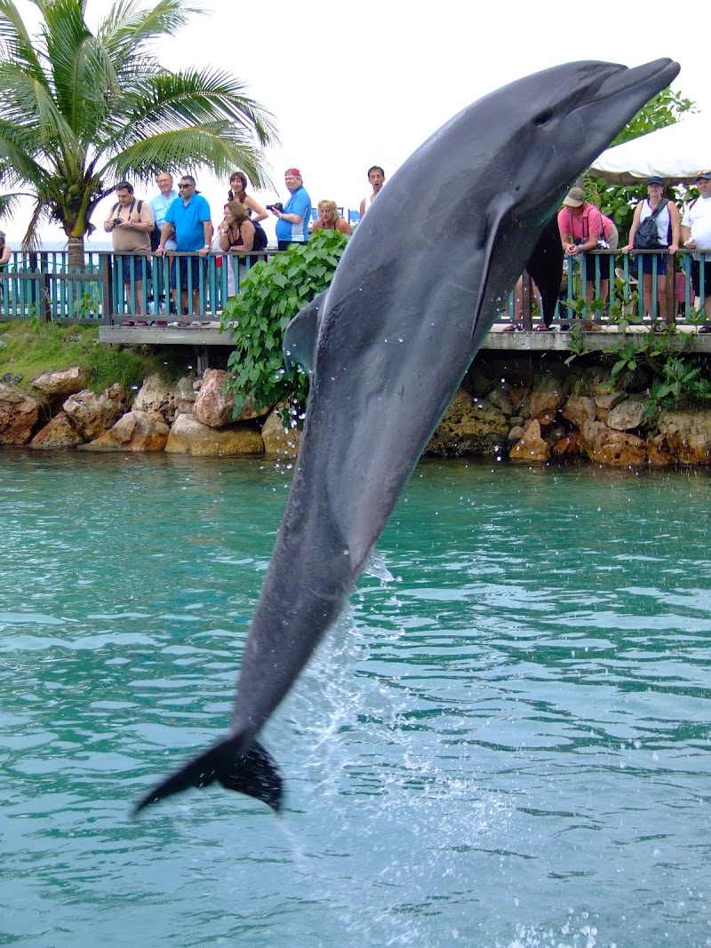 Dolphin Cove Negril - Montego Bay - Jamaica - booked ai