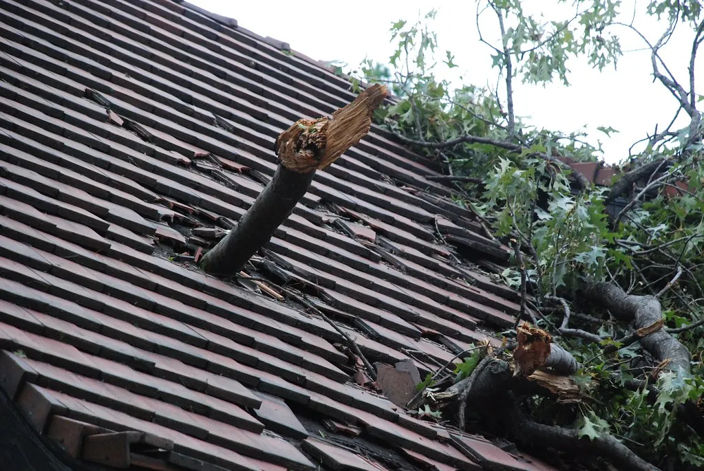 How to Prevent Roof Tree Damage (The 1st Time)
