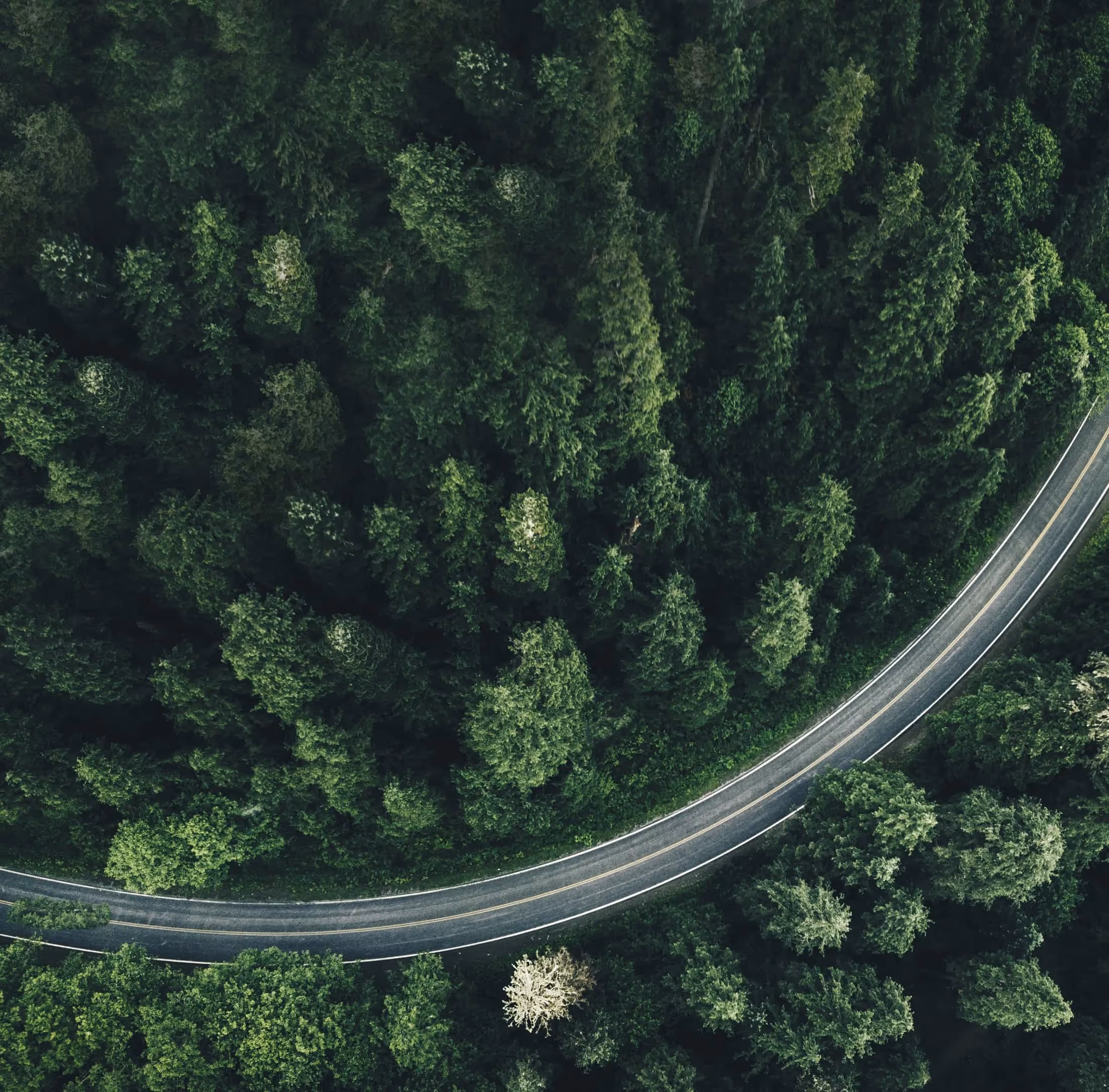AMAG Strasse durch grünen Wald – Werbeagentur Zürich
