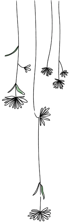 Versiet Blume in schwarz – Werbeagentur Zürich
