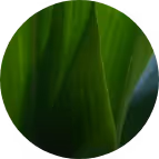 Naturesse grüne Pflanze – Werbeagentur Zürich