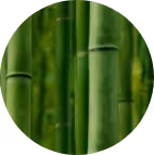 Naturesse grüner Bambus – Werbeagentur Zürich