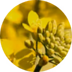 Naturesse Blume in gelb – Werbeagentur Zürich