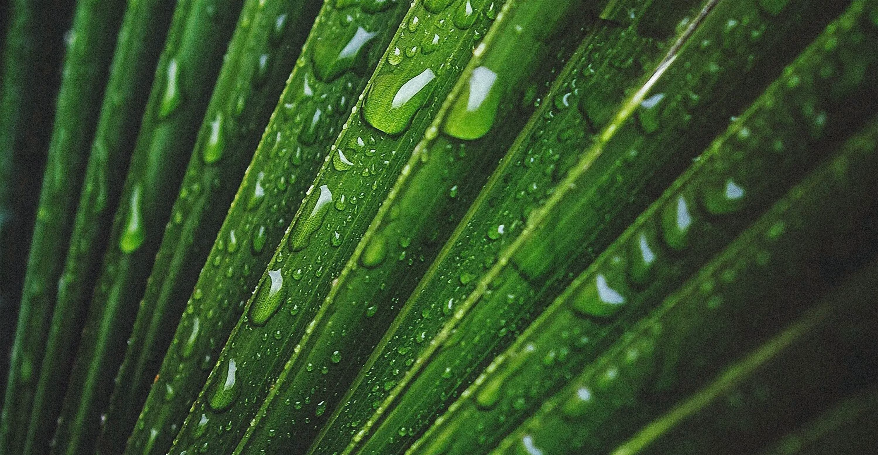 Grünes Blatt mit Wassertropfen gross – Werbeagentur Zürich