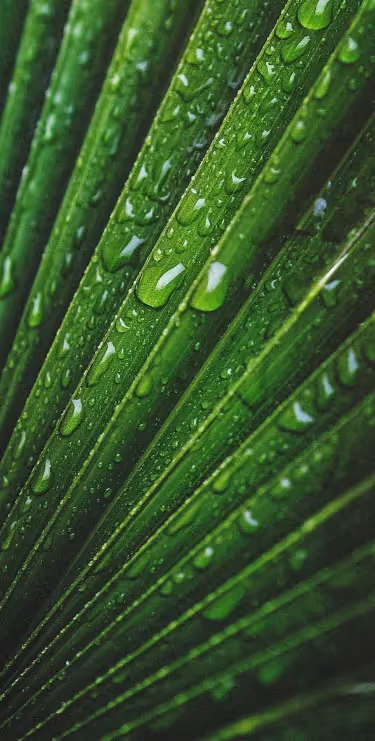 Grünes Blatt mit Wassertropfen – Werbeagentur Zürich