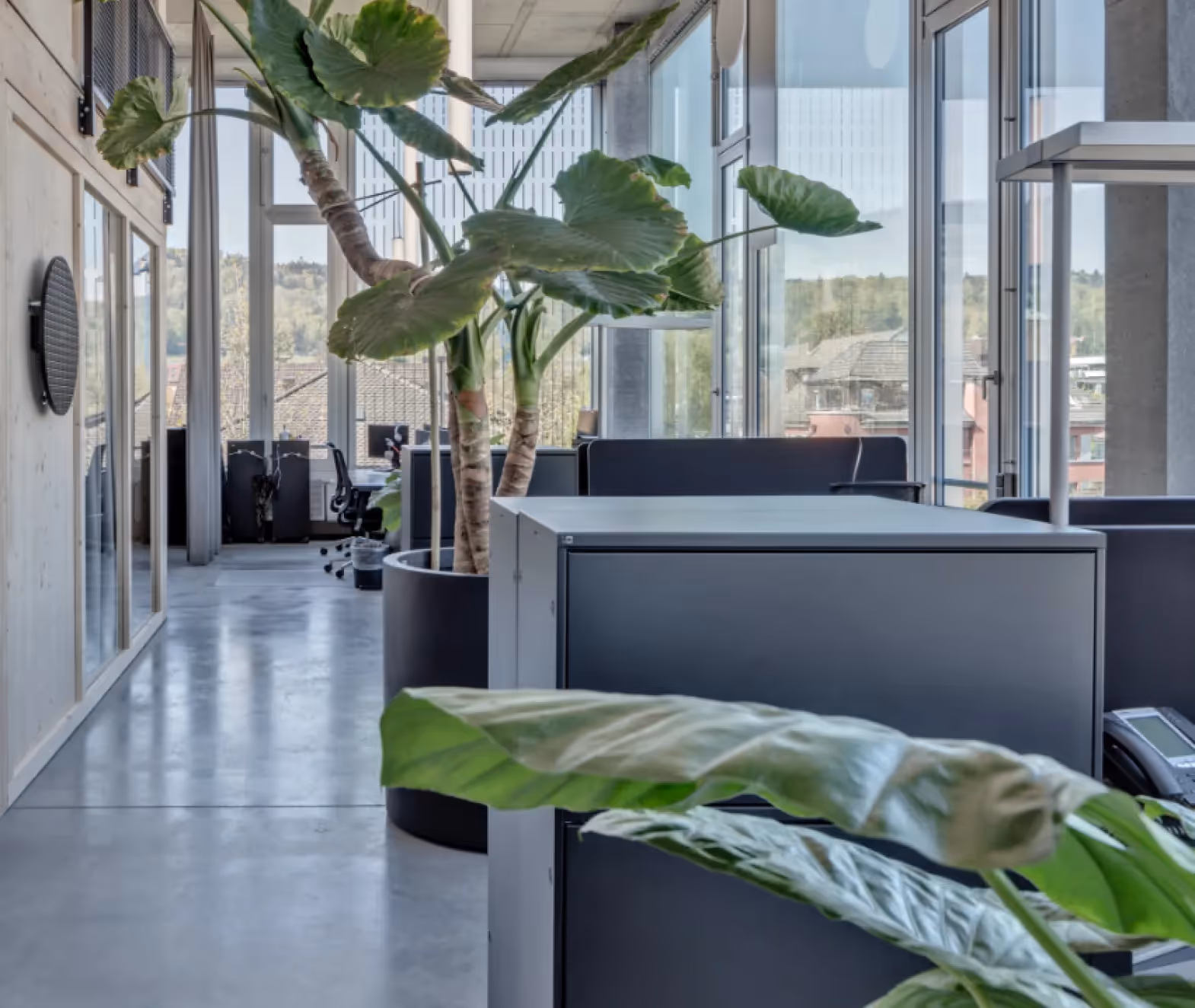 Rosarot Büro Gang mit Monster Pflanzen – Werbeagentur Zürich