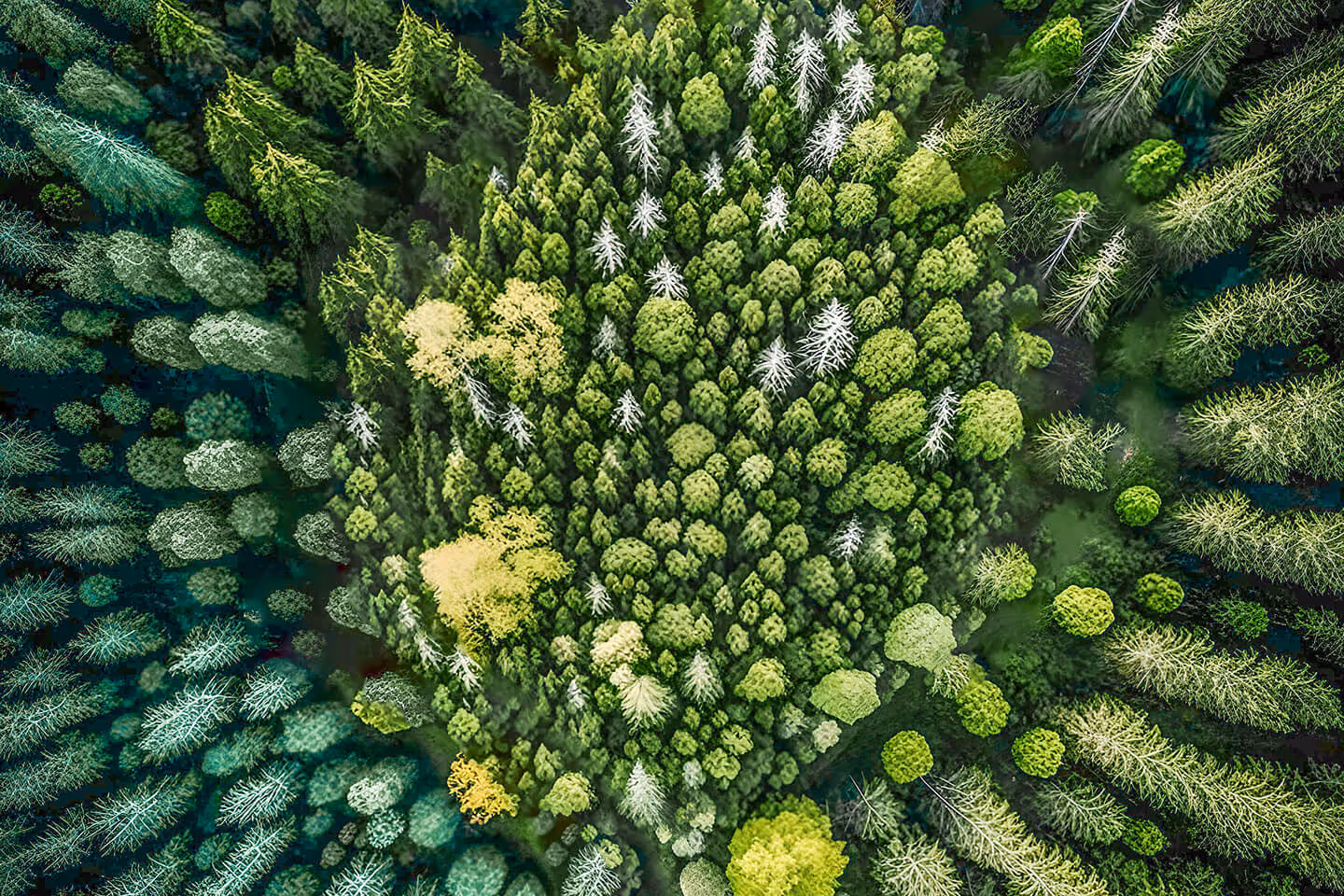 AMAG grüner Wald von oben – Werbeagentur Zürich