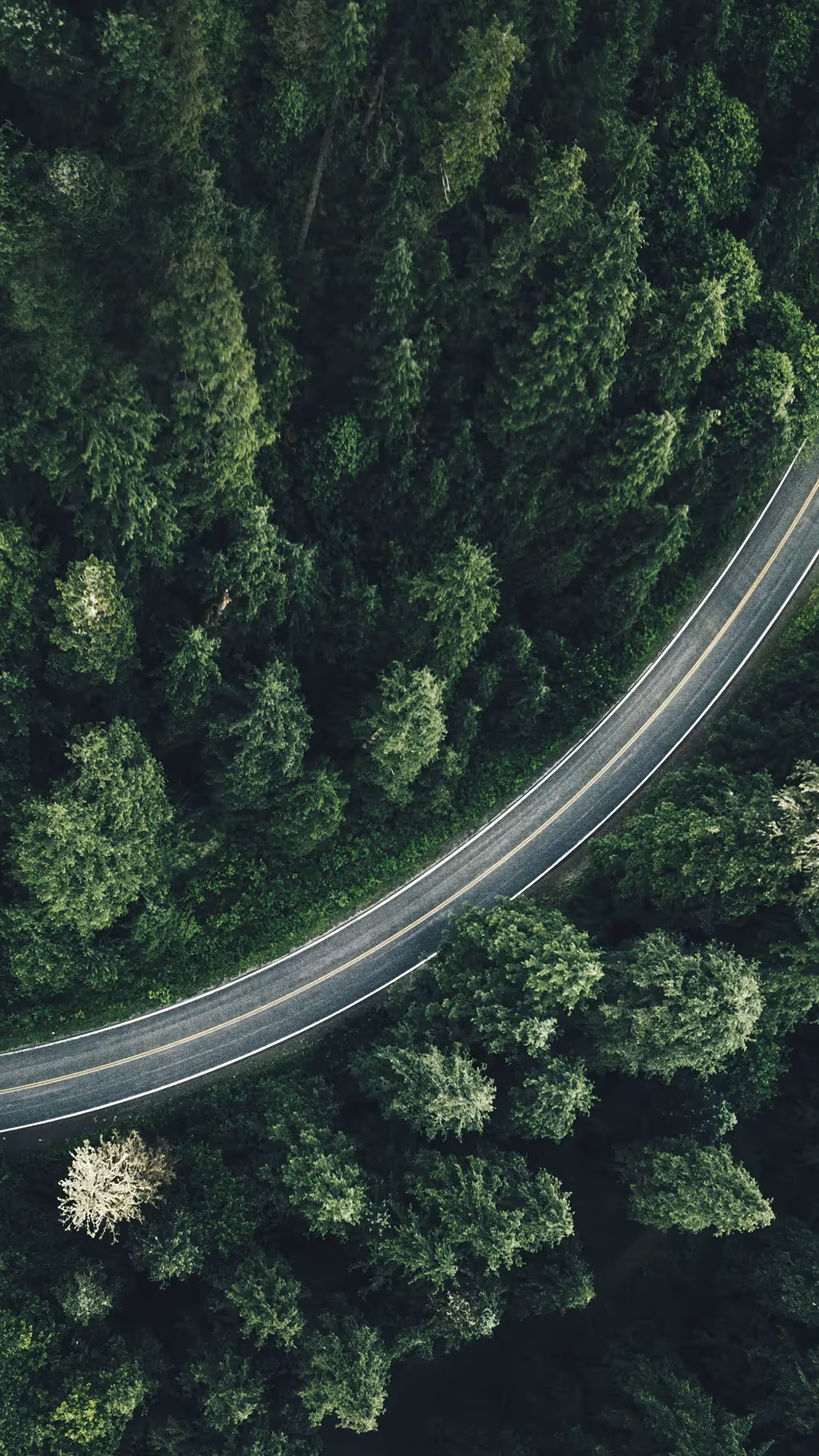 AMAG Strasse durch den Wald Hochformat – Werbeagentur Zürich