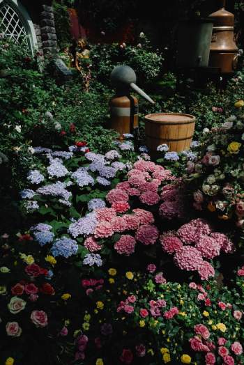 lp image