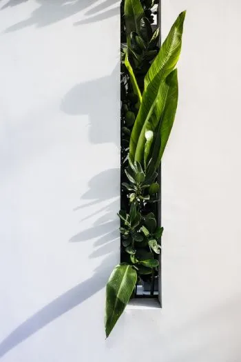 lp image
