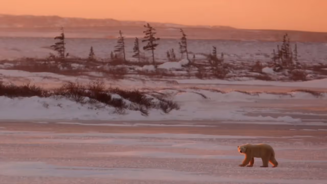 Polar Bear