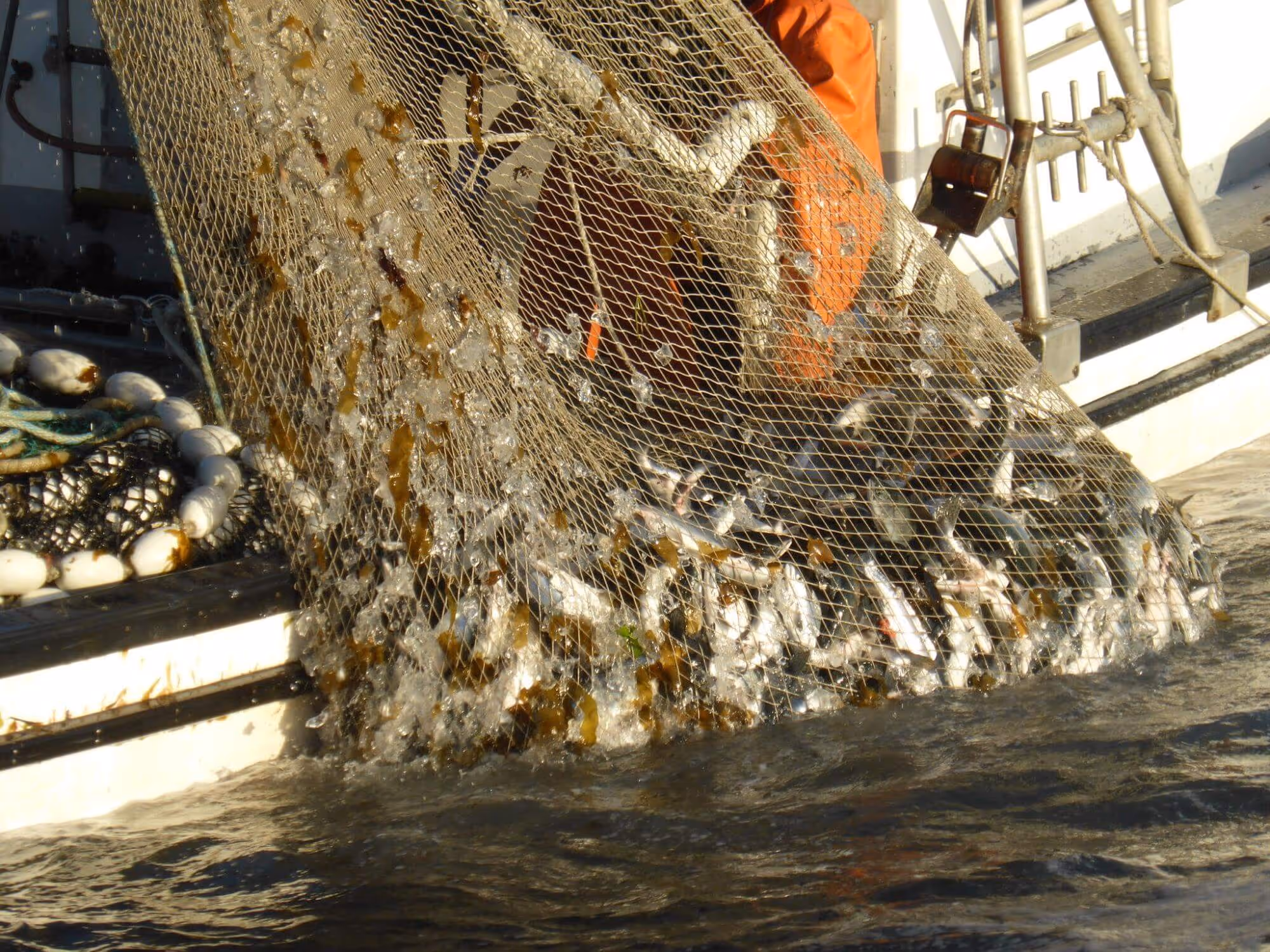 Fishing net overflowing with freshly caught fish being pulled up alongside a boat in the water.