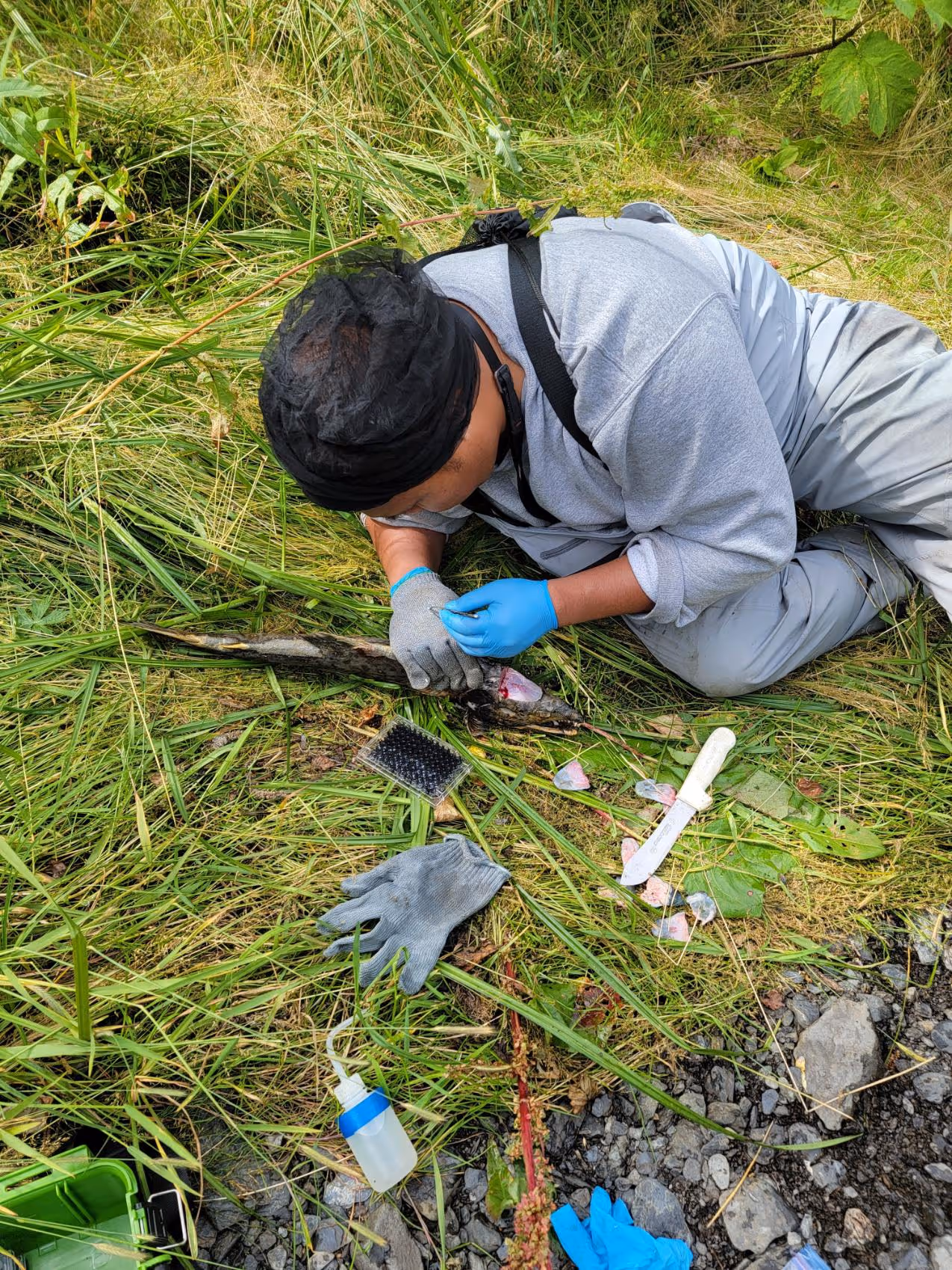 Person wearing a hair net, blue gloves, and gray clothing examining a fish on grass with a knife, gloves, and water bottle nearby.