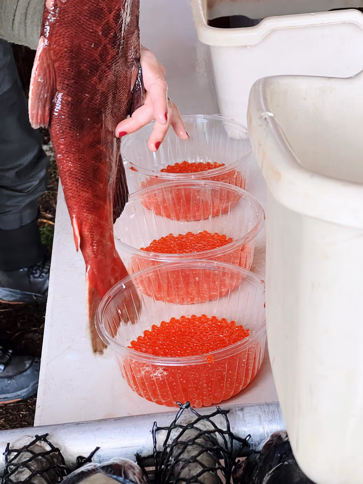Hand holding a red fish next to three clear containers filled with red fish roe on a white surface.