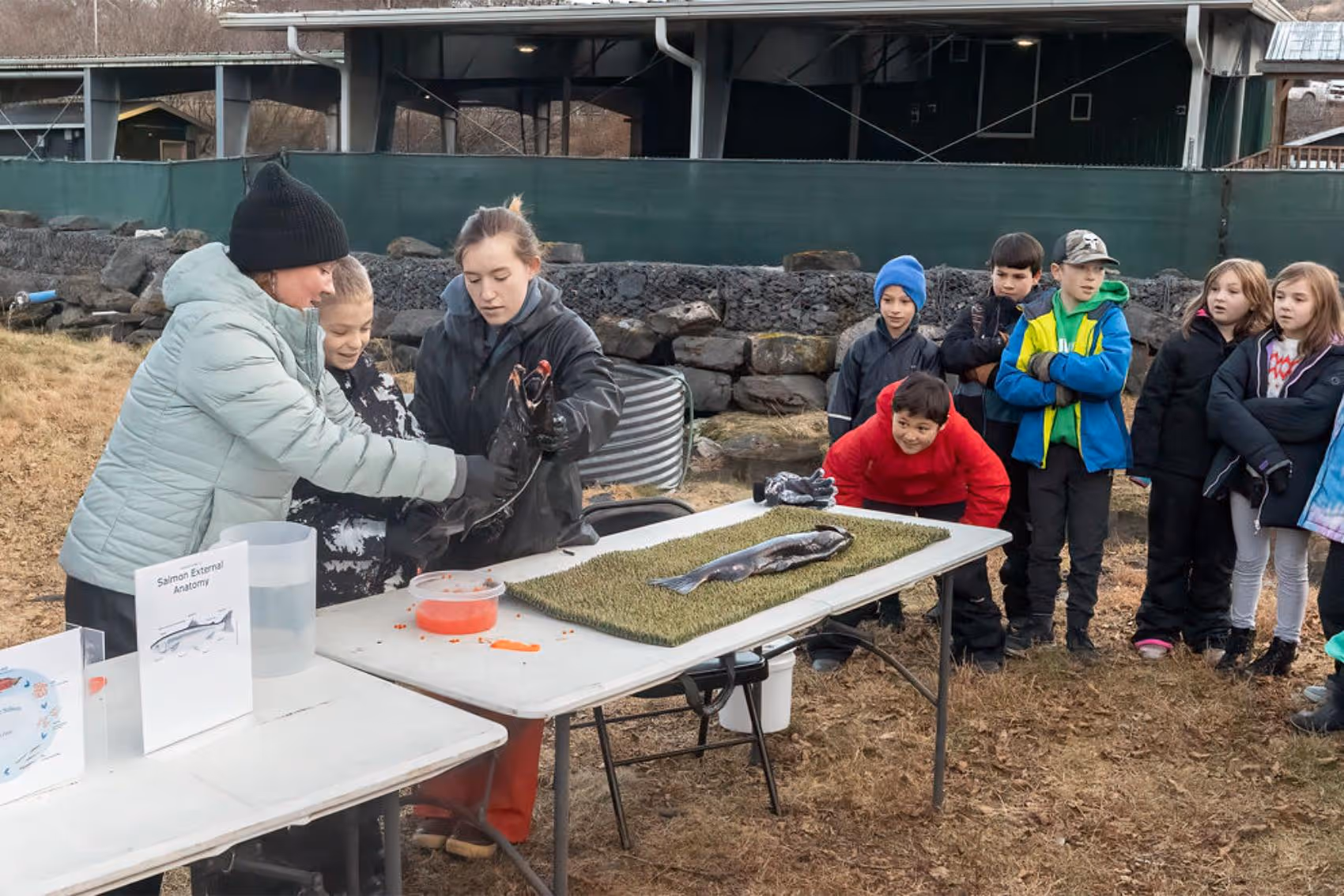 Two adults demonstrating salmon anatomy to a group of children outside, with one holding a salmon and another salmon laid out on a table.