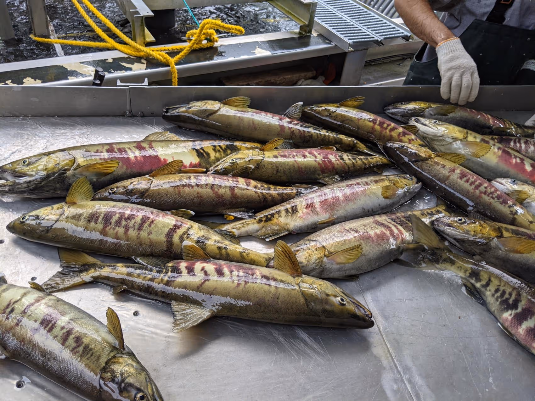 Freshly caught chum salmon with yellow and pink markings lying on a metal surface with a person wearing white gloves sorting them.