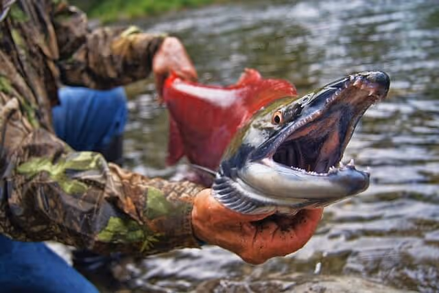 Person holding a large sockeye salmon with open mouth near a flowing river.
