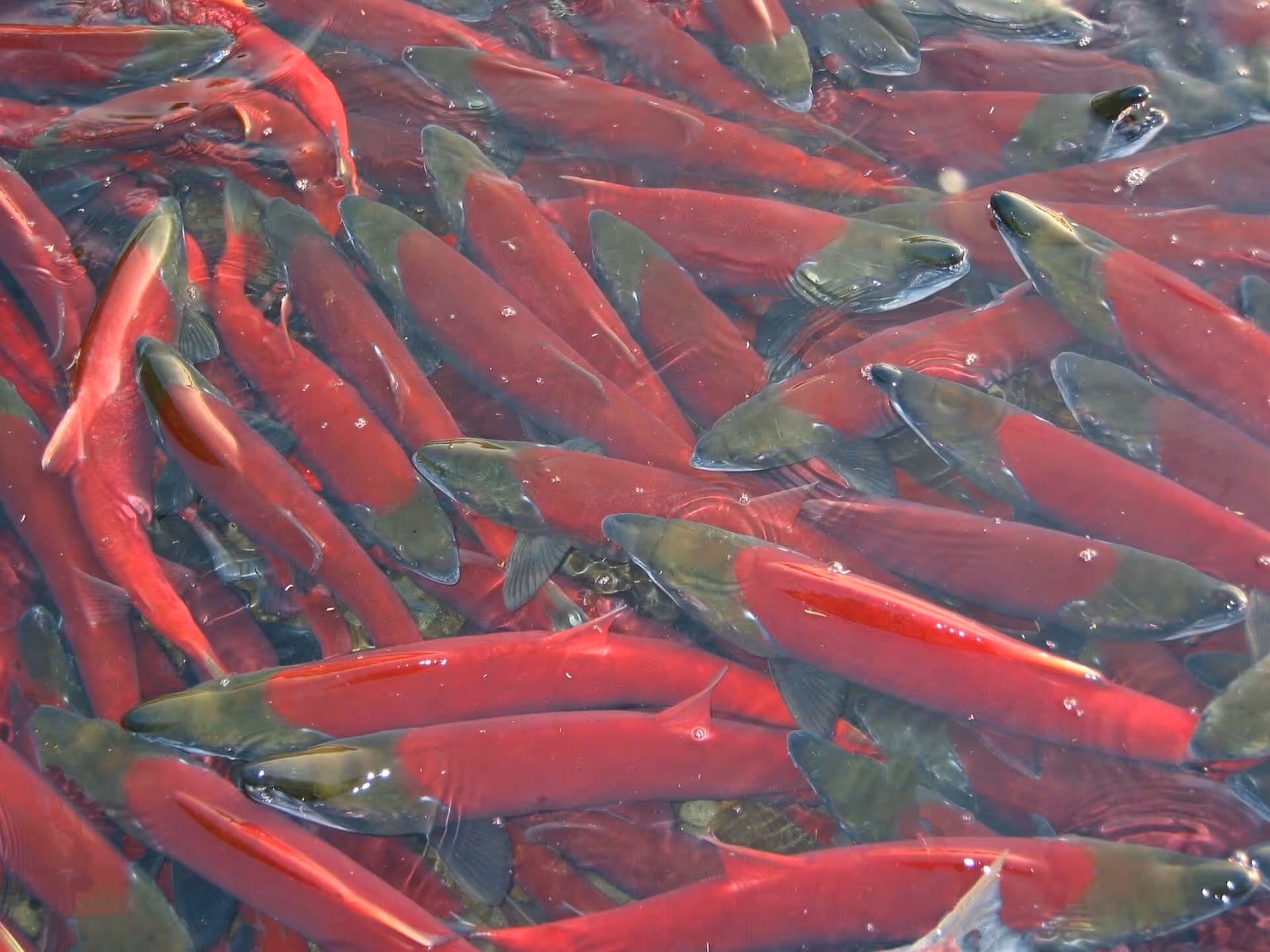 A large school of bright red and greenish fish swimming closely together underwater.