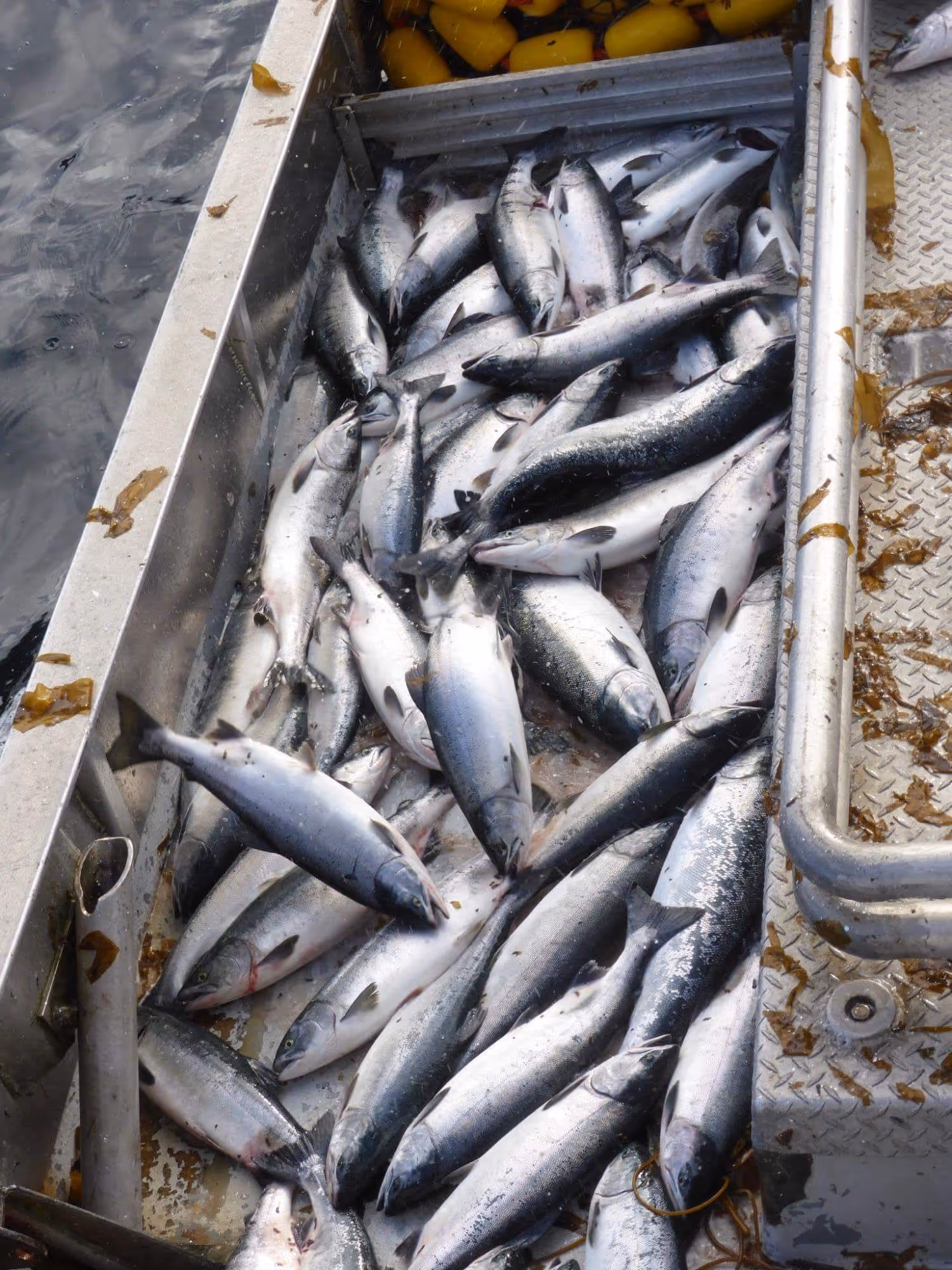 Freshly caught silver fish piled in the metal hold of a fishing boat near water.