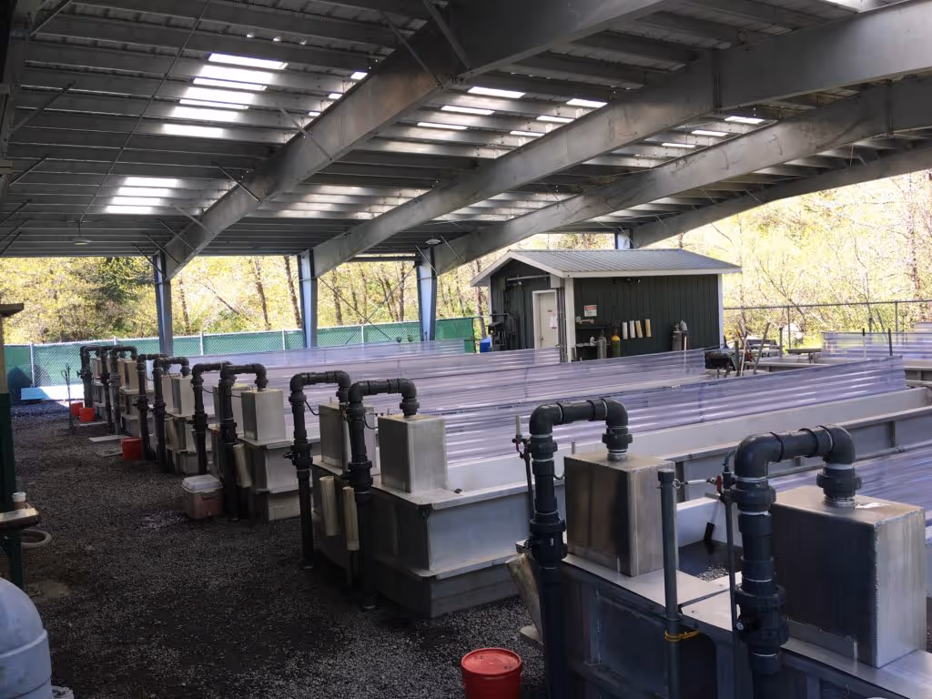 Industrial aquaculture facility with multiple long, covered fish tanks under a large metal roof structure surrounded by trees.