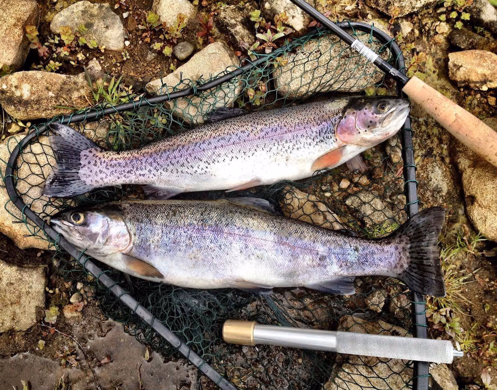 Two rainbow trout lying on a fishing net on rocky ground next to a fishing rod handle.