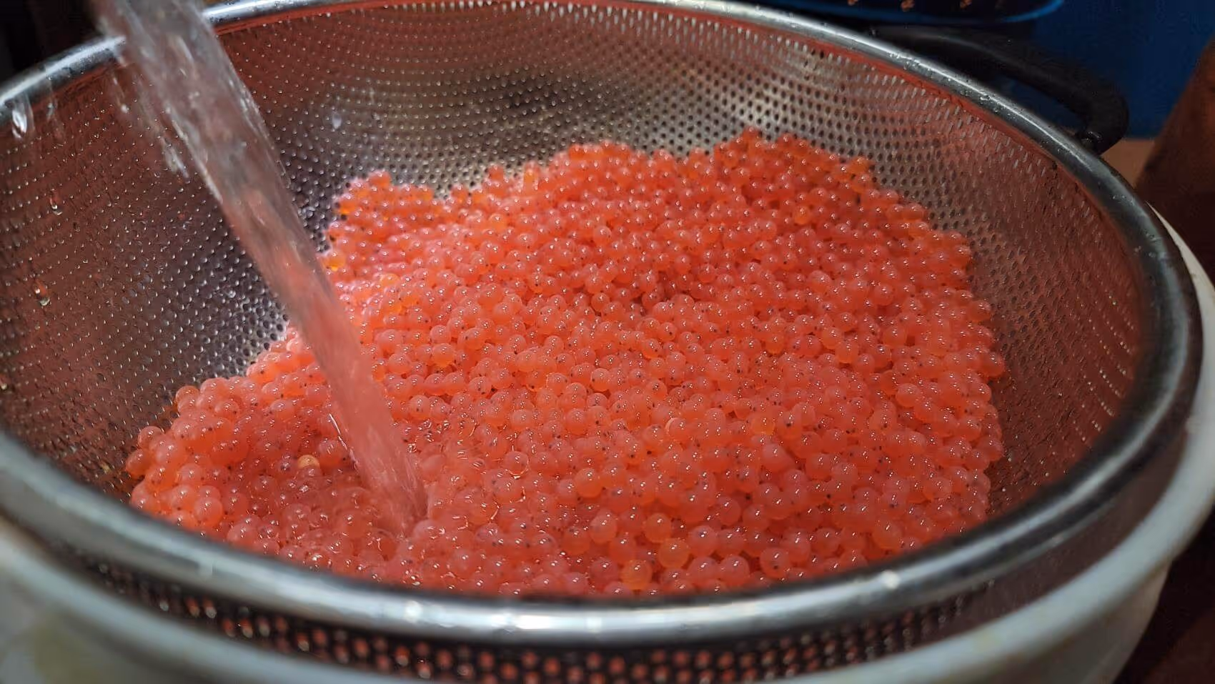 Red fish roe being rinsed with water in a metal colander.