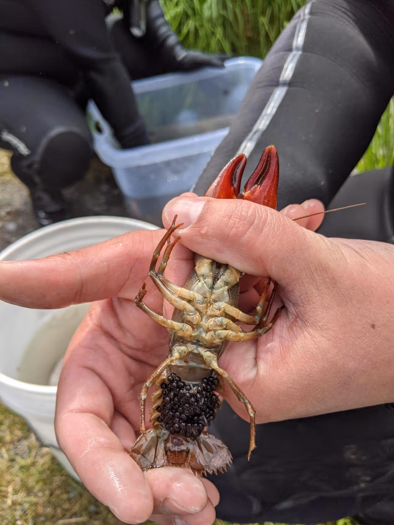 Person holding a crayfish with eggs attached under its tail, with blurred buckets and green grass in the background.
