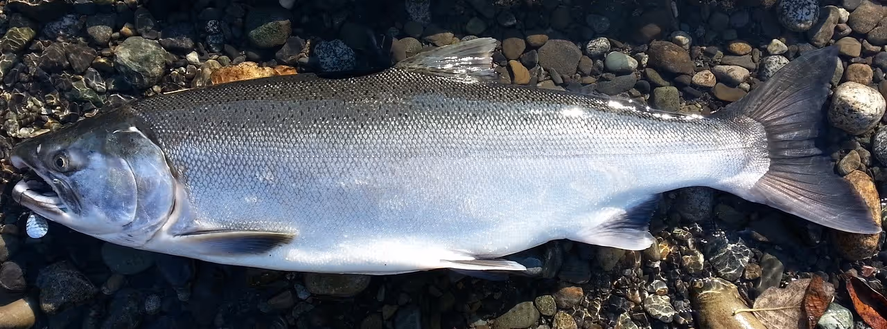 A large silver salmon lying on rocky riverbed stones with sunlight reflecting off its scales.