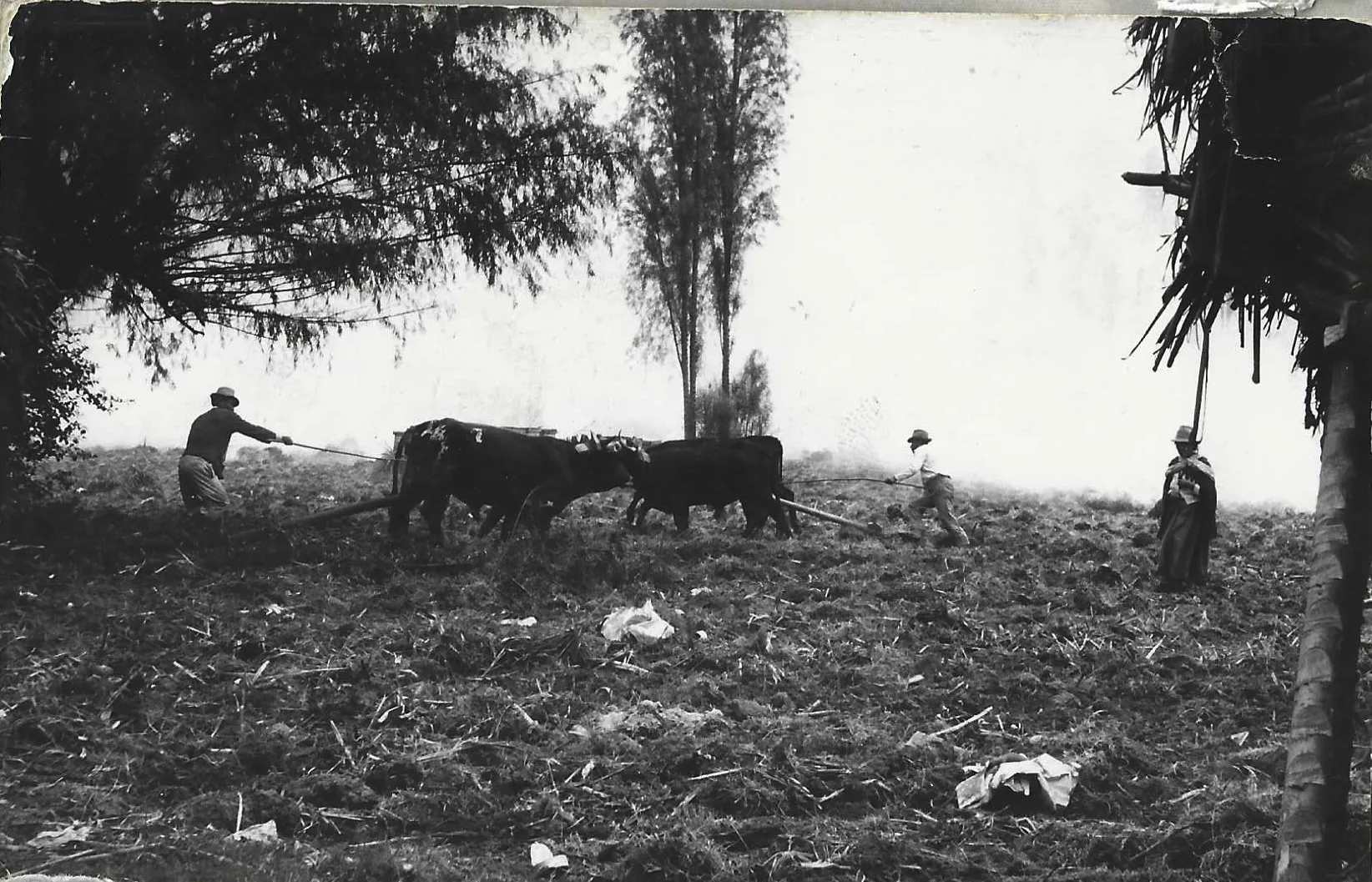 En los valles andinos del Ecuador