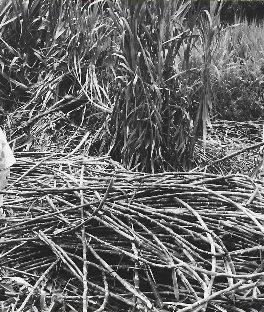 Caña de azúcar un tesoro escondido
