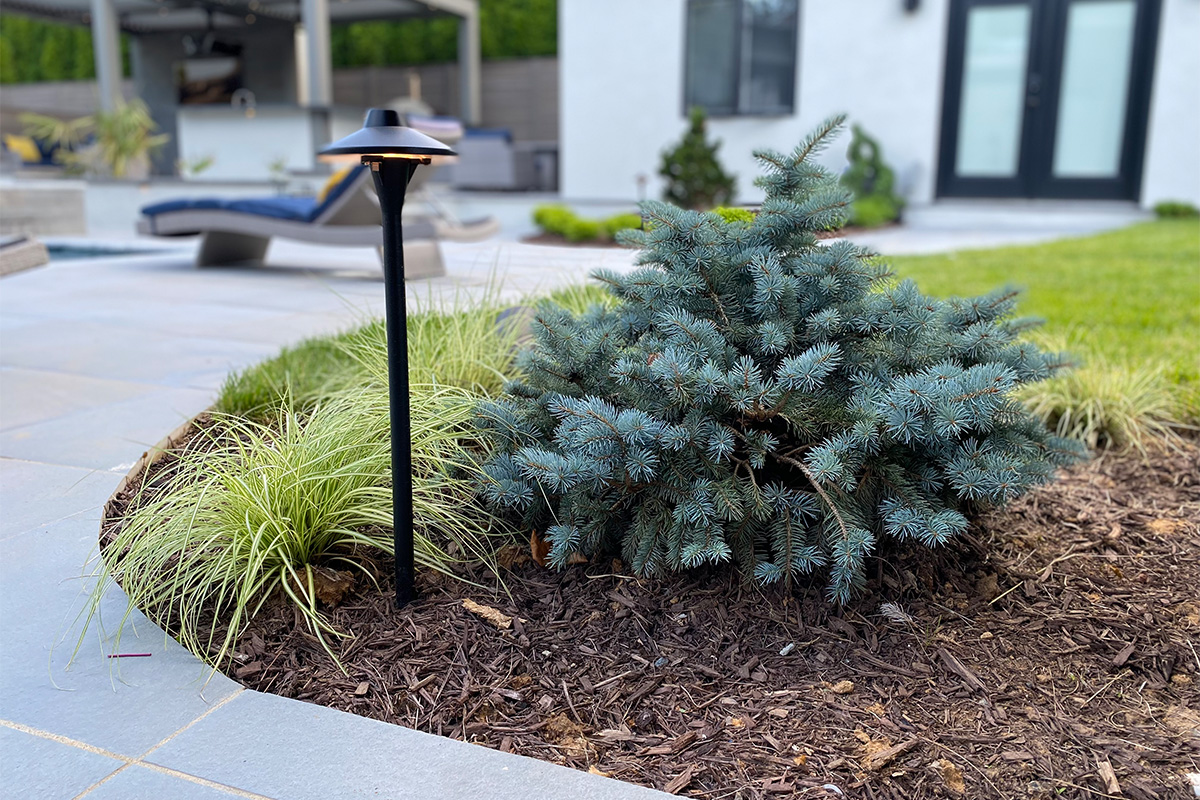 The plant material in this backyard were thoughtfully and specifically selected to fill out this backyard with texture, structure, and year-round presence.
