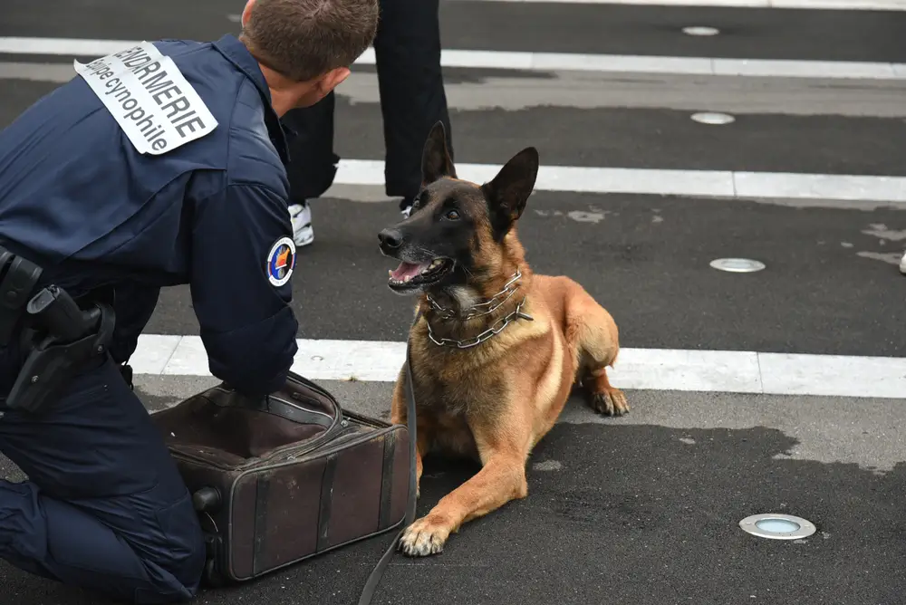 Un gendarme de la brigade cynophile, agenouillé en uniforme, examine une valise à côté de son chien berger belge Malinois qui est assis au sol. Le gendarme porte un écusson 'GENDARMERIE' et 'Équipe cynophile'.