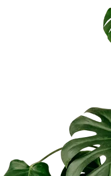 Monstera plant leaves cut out