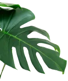 Monstera plant leaf cut out