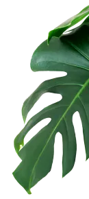 Monstera plant leaf cut out