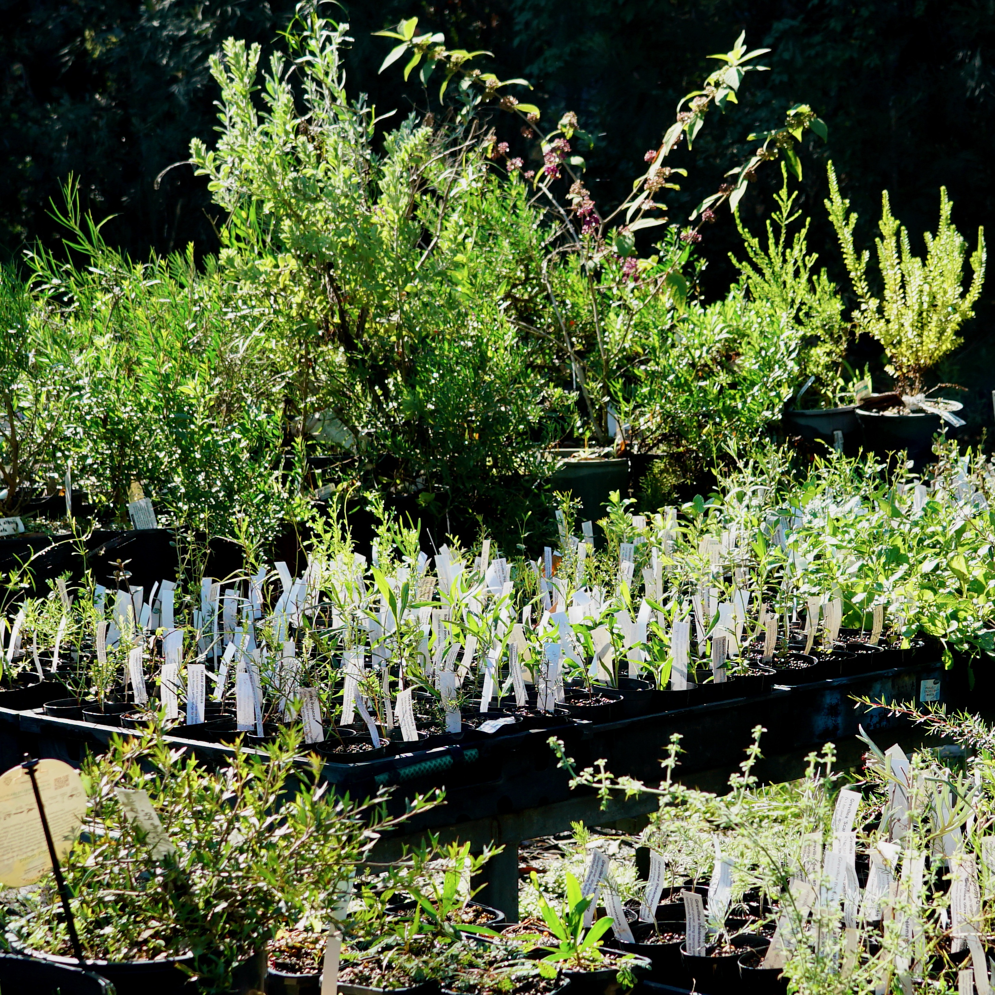 ABC Newcastle Saturday Breakfast : Garden Rambles 2025 - EPISODE 19 - NEWCASTLE PLANTS SOCIETY