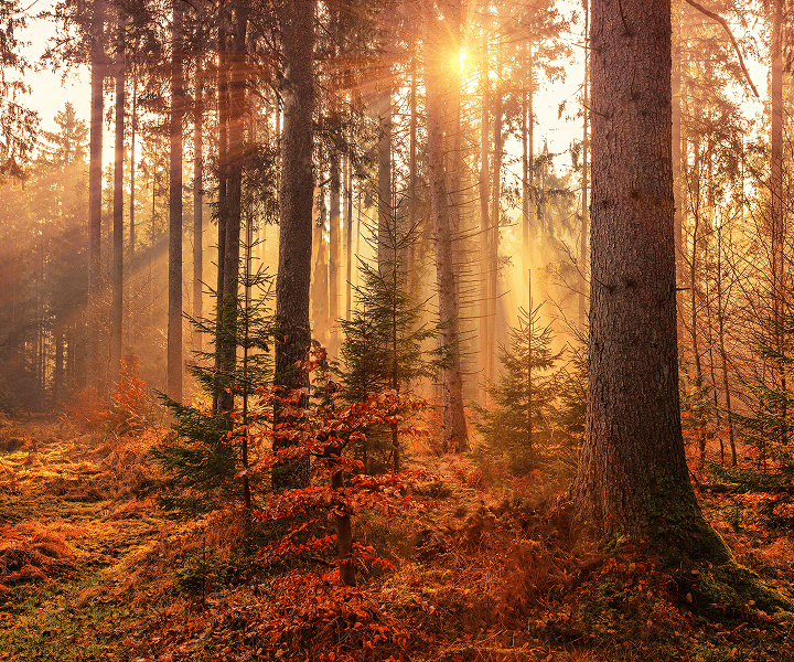 Forest with sunshine