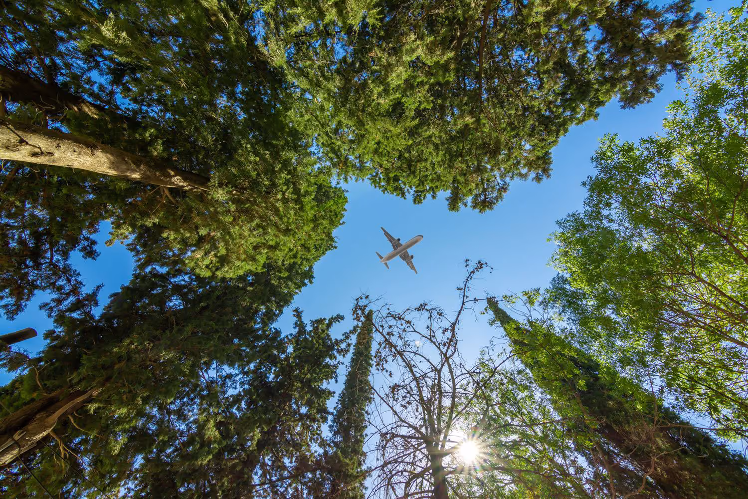plane flying over trees